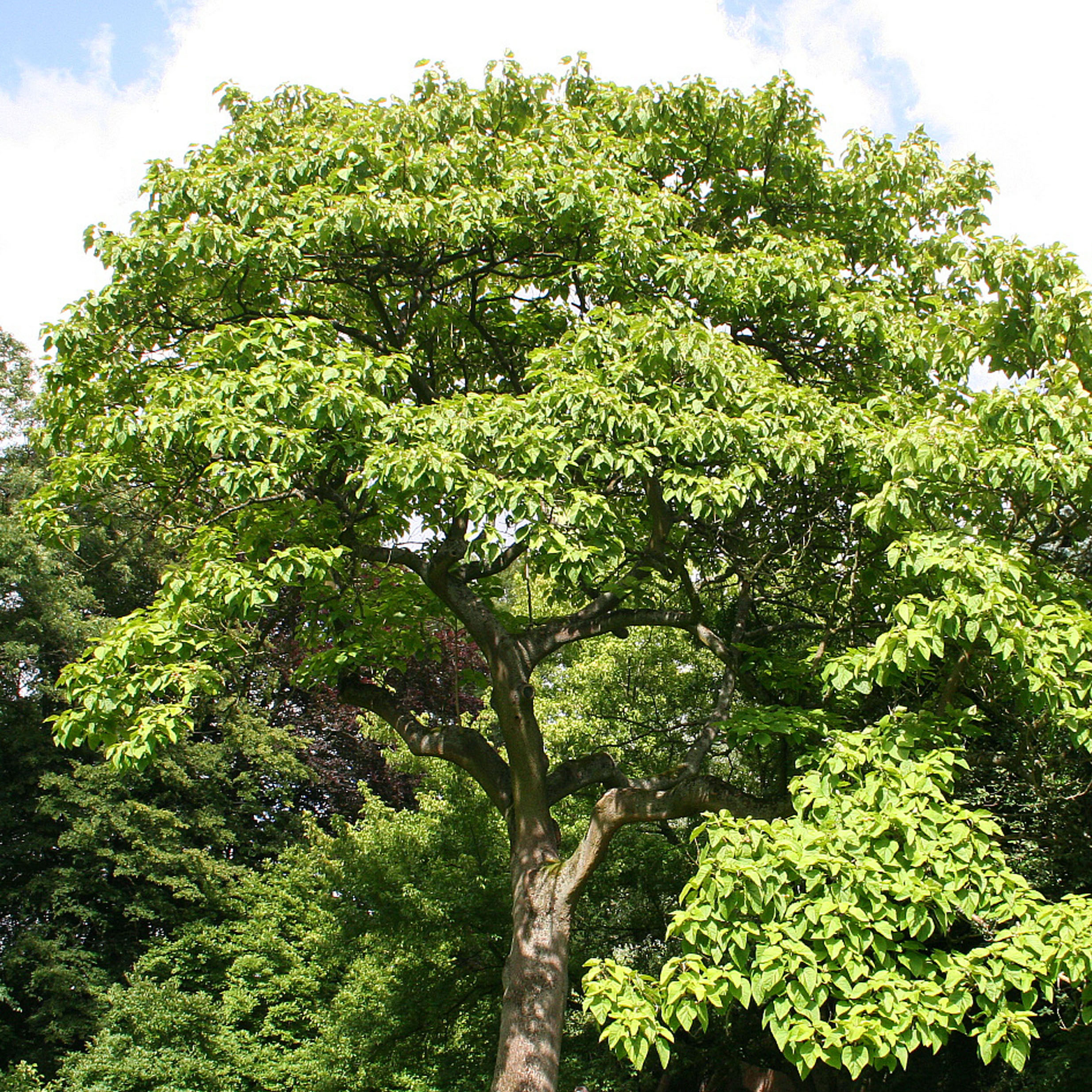 le paulownia , arbre de l'avenir: Variétés de Paulownia