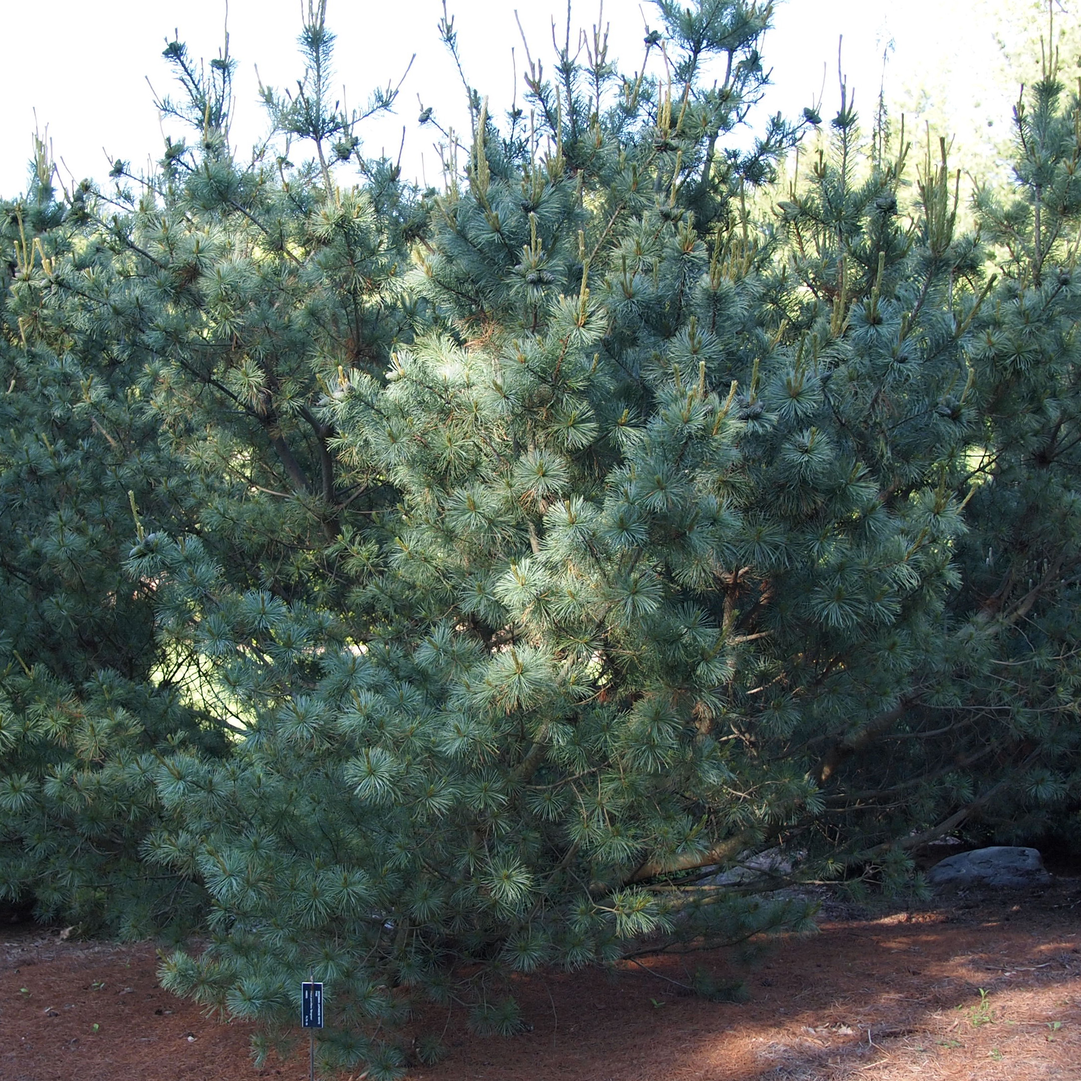 Arbres Nuages japonais - Bonsai Geant Pinus mugo Gnom