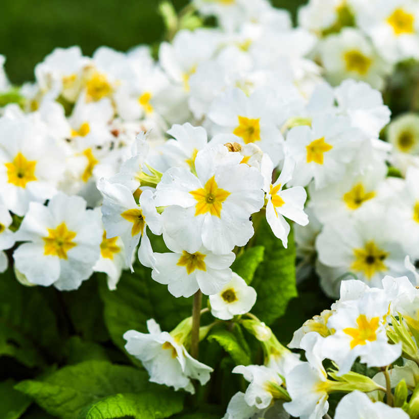Primula vulgaris ou acaulis - Primevre commune, des jardins,  fleurs  jaunes