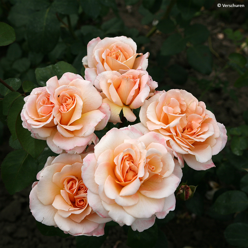 Rosier Eleganza Oh Happy Day - Rosier à floraison remontante de