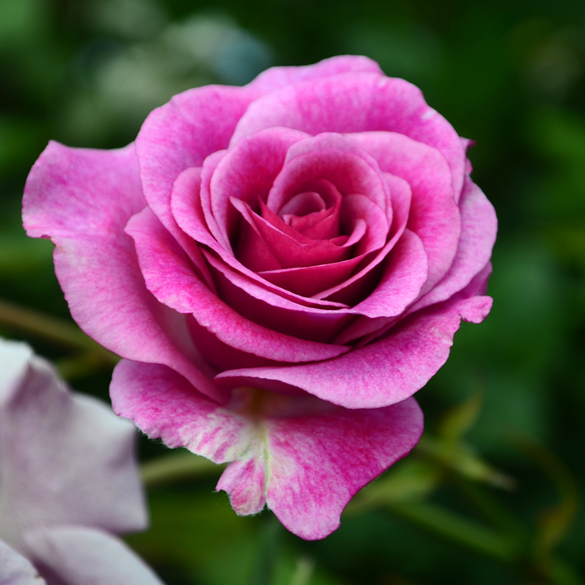 Melody Parfumee Grandiflora Rose Melody Perfume Rose Rosier