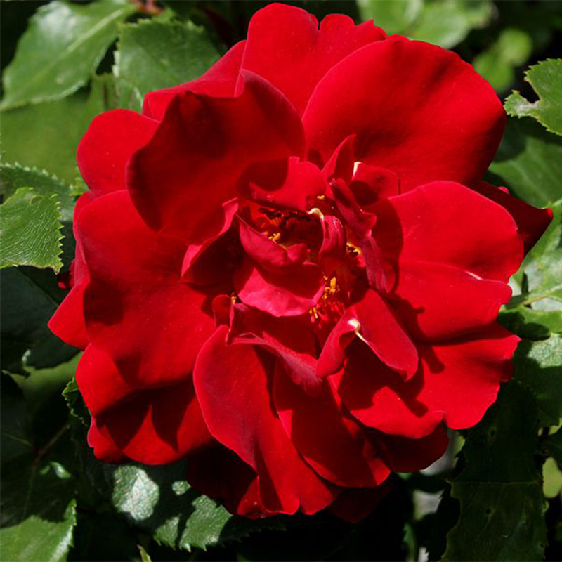 Rosier Knock Out Radrazz - Rosa (x) couvre-sol