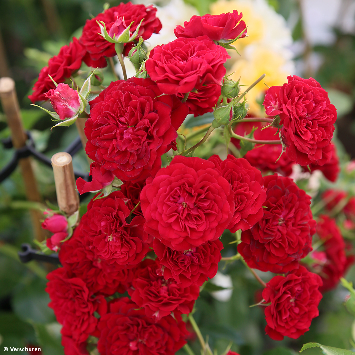 Rosier grimpant Siluetta Crimson KORsilu06 - Variété