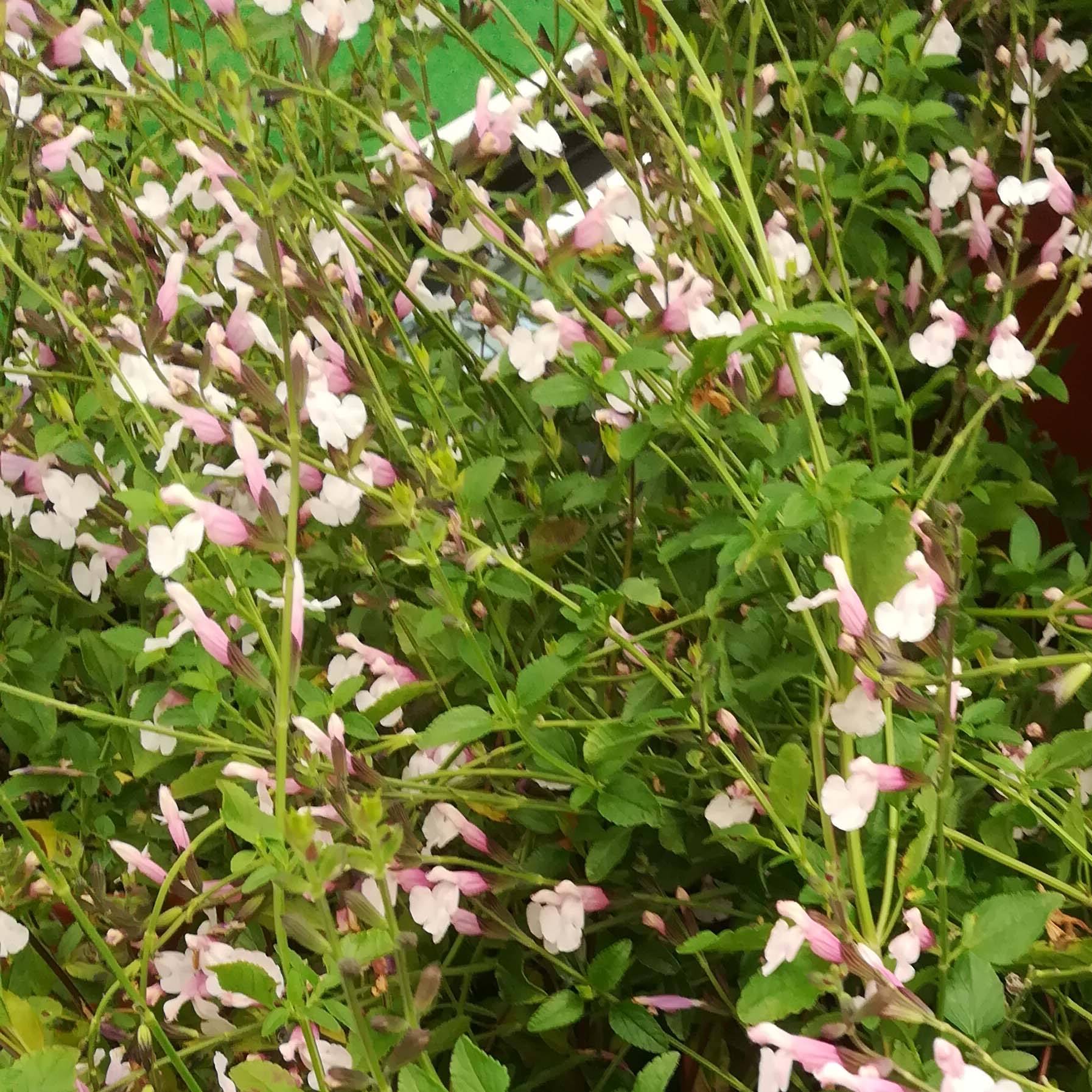 Sauge officinale - Salvia officinalis - Bio - La Serre Ô Délices :)