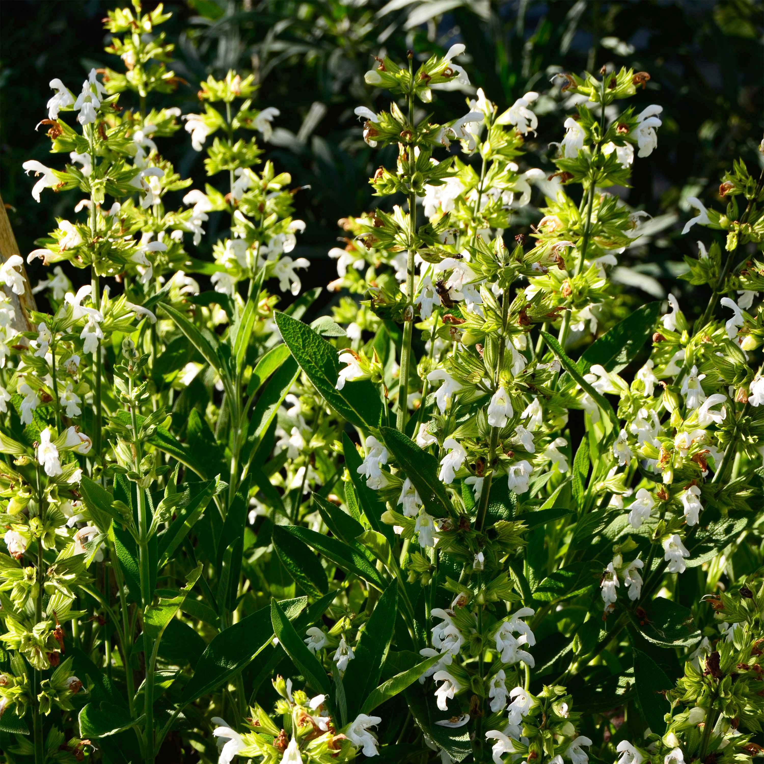 Sauge à fleur blanche condimentaire - Salvia officinalis 'Albiflora