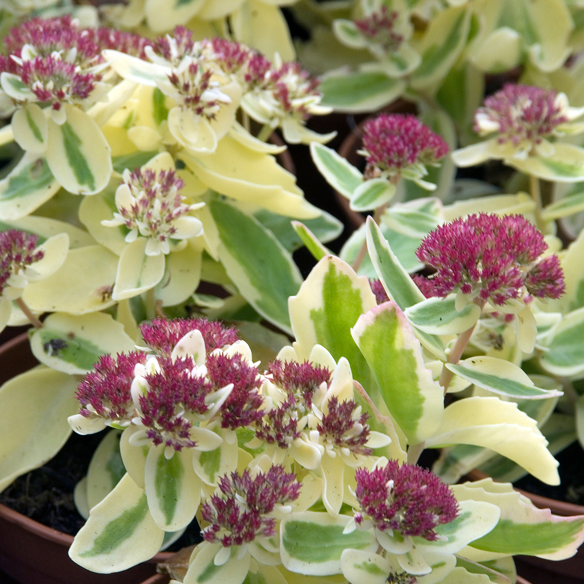 Chauffe-plat Chromex Fleurs D'automne - Pierre Accumulation - Complet