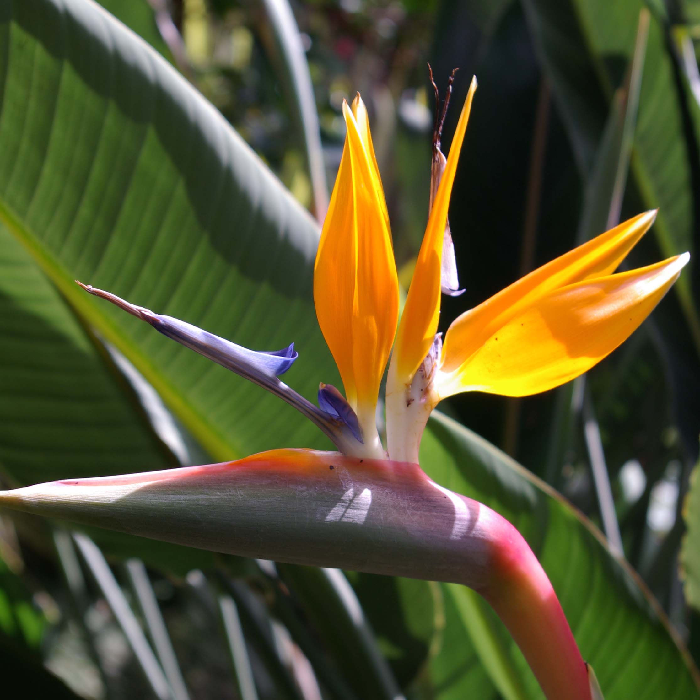 Oiseau de Paradis - Strelitzia reginae - Grande vivace tropicale  fleurs  exotiques bicolores, orange et bleu.