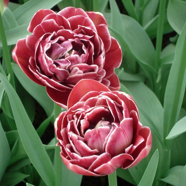 10 Bulbes De Tulipe Double 'Double Focus' – Rouge Et Jaune, Floraison Tardive – Pour Massifs Et Pots - 3