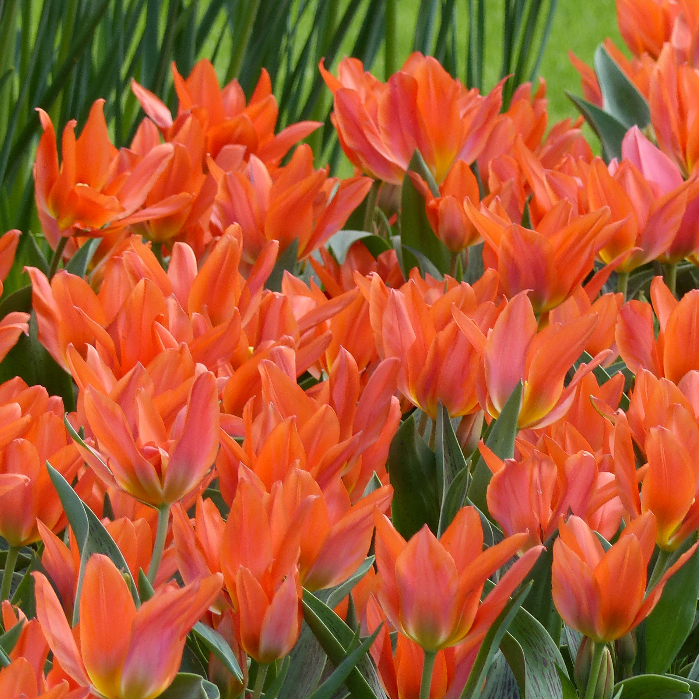 Parterre De Fleurs De Printemps. Jardin, Fleurs En Fleurs. Illustration De  Tulipes Et De Lys Isolés.