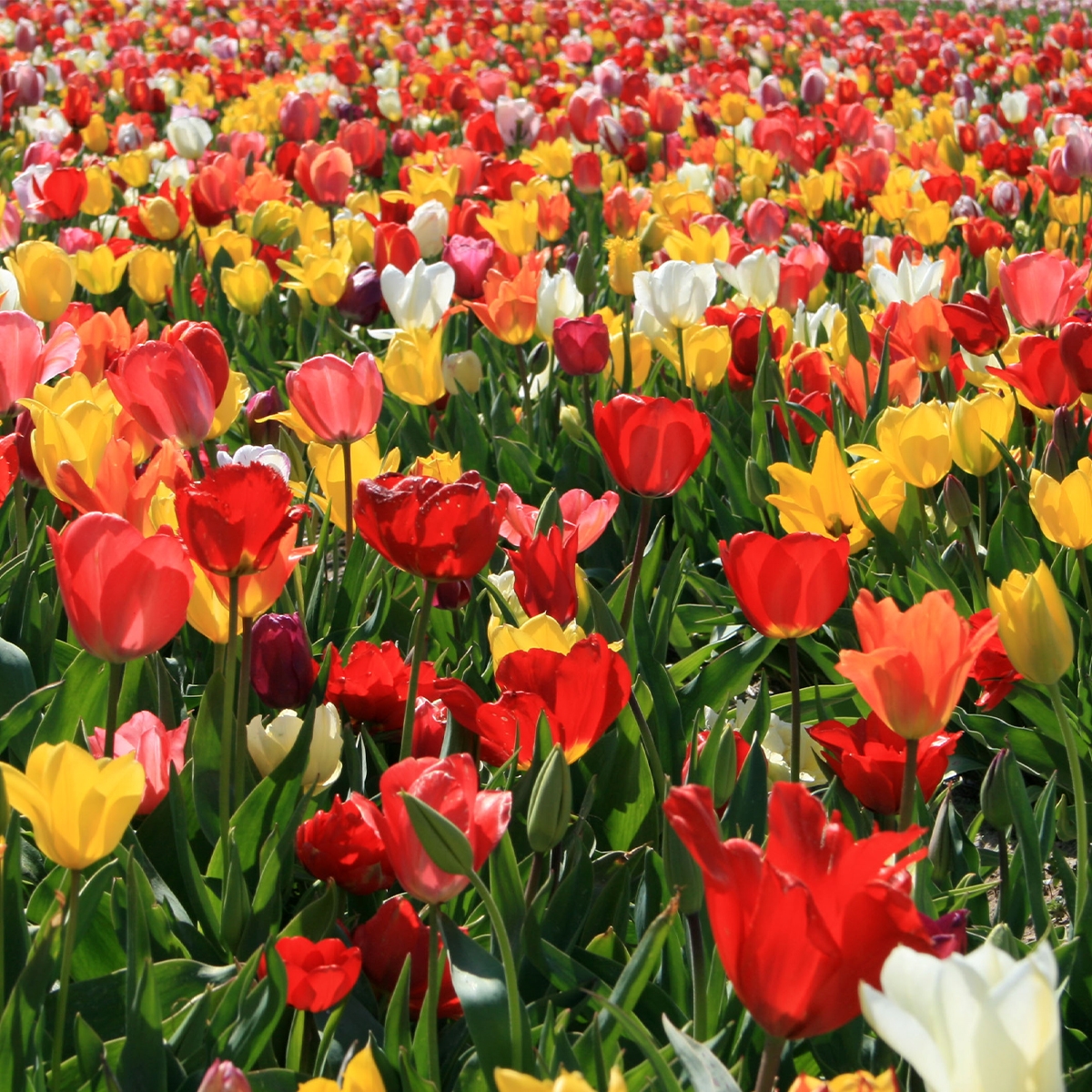 Mélange de bulbes de tulipes bio – Toutes les couleurs