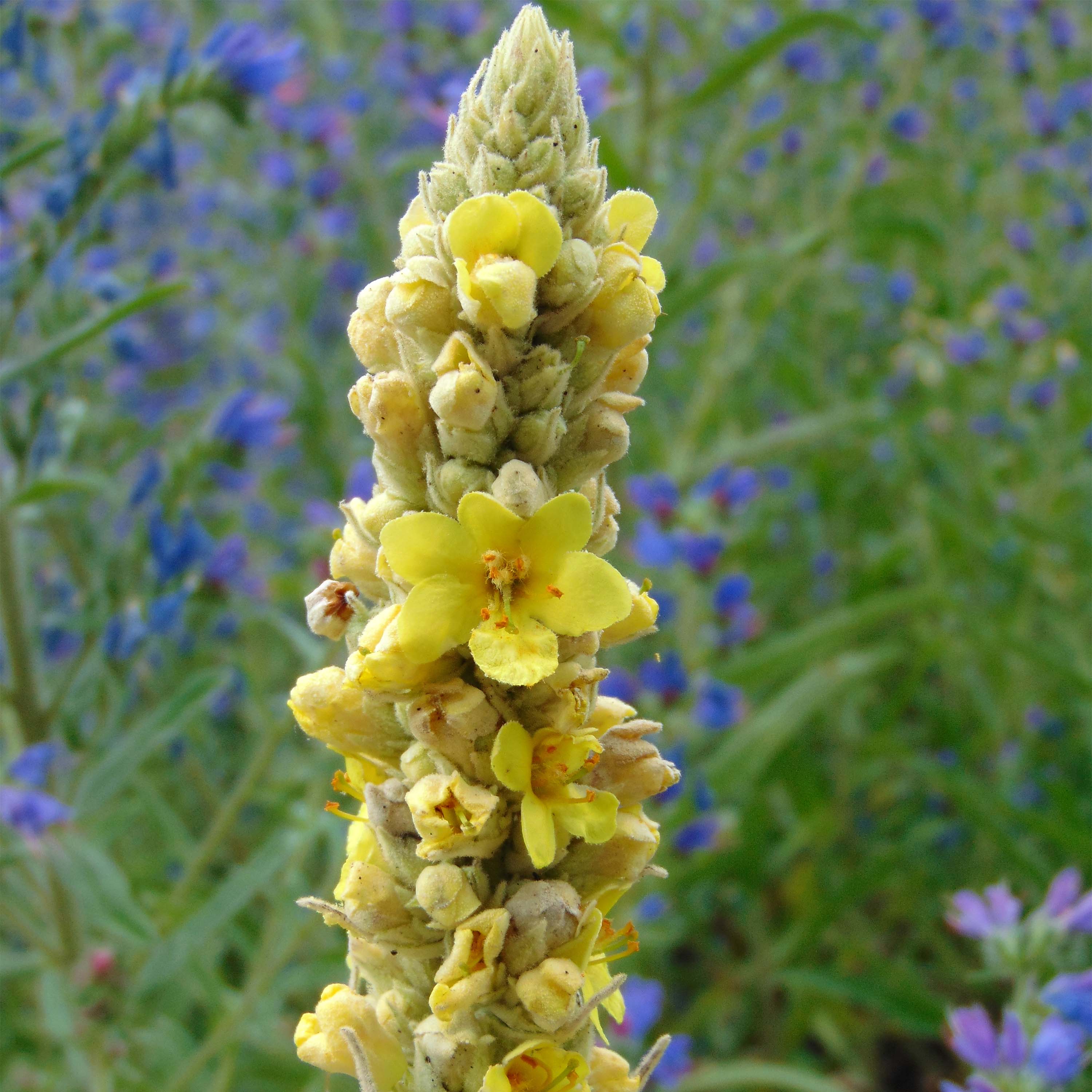 Verbascum thapsus - Molne Bouillon blanc - Plante bisannuelle mdicinale   fleurs jaunes en pis.
