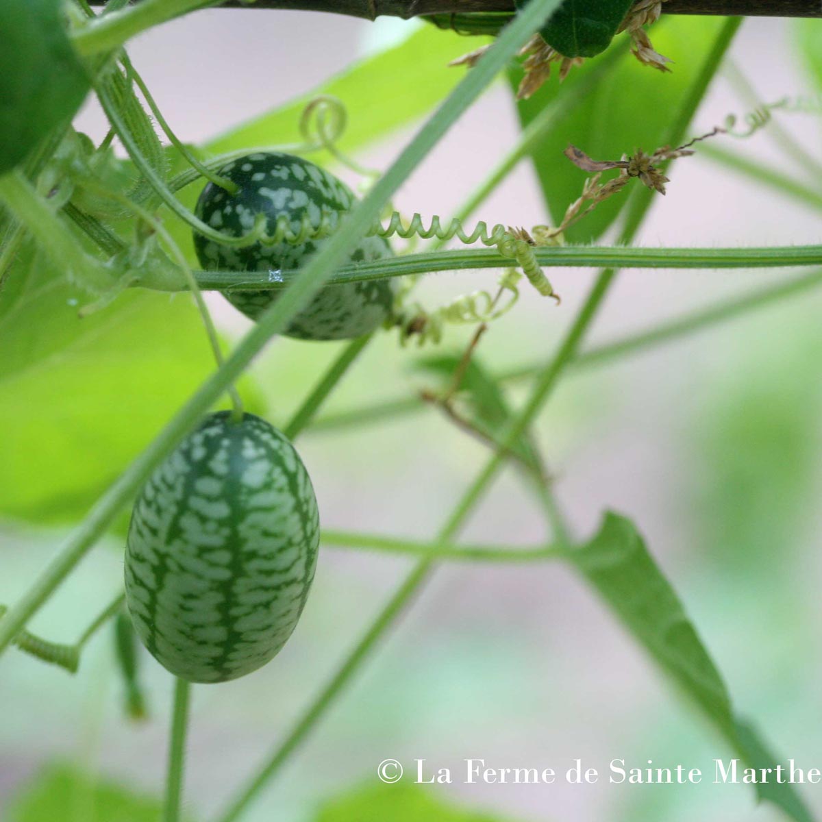 Cucamelon ou Concombre melon - Graines Bio - Ferme de Sainte Marthe