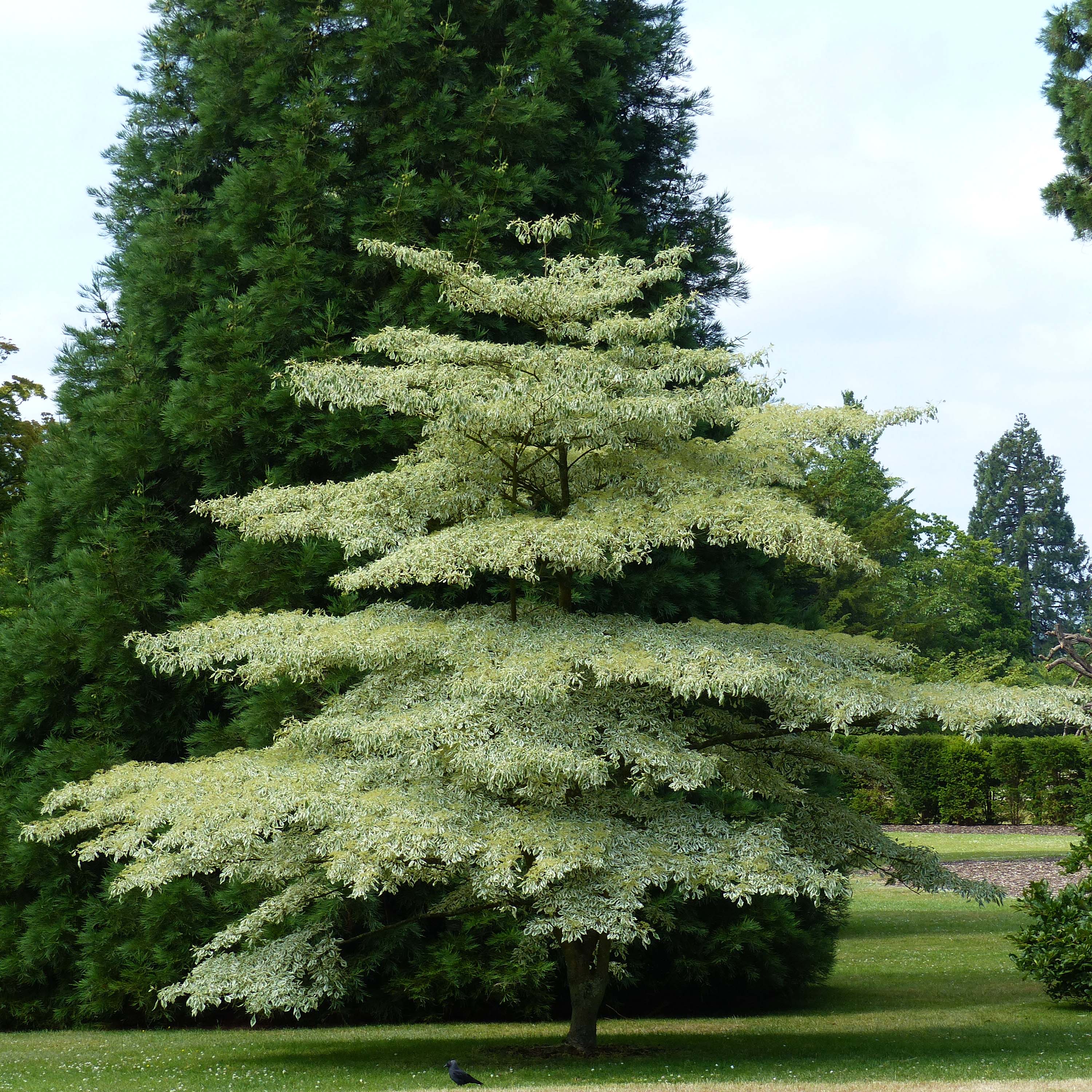 Cornus controversa Variegata - Cornouiller des Pagodes panach