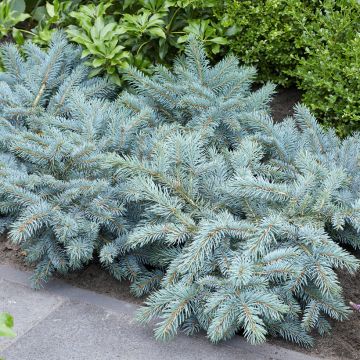 Epicea bleu - Picea pungens Karpaten