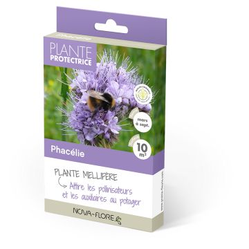 Phacélie pour 10 m² - Engrais vert 