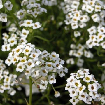 Lobularia Snow Princess - Alysse odorant