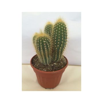 Vatricania guentheri - Cactus cierge