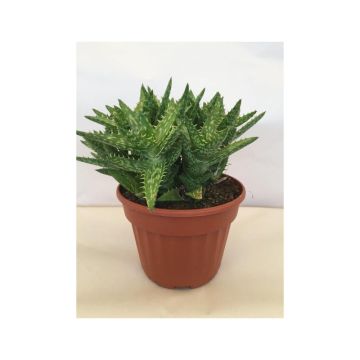Aloe squarrosa