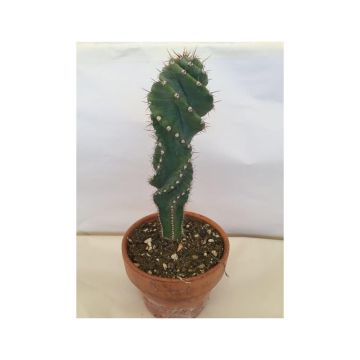 Cereus forbesii Spiralis