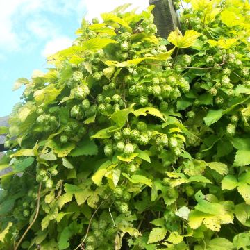 Houblon Bio - Humulus lupulus - Ferme de Sainte Marthe