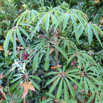 Schefflera taiwaniana