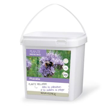 Phacélie tanacetifolia pour 250 m2 - Engrais vert 