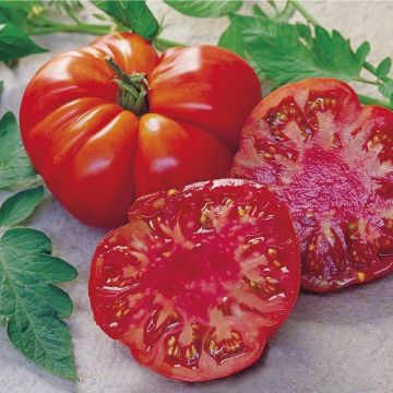 Tomate Tomande F1 - Type marmande - Plants GREFFES mini-mottes