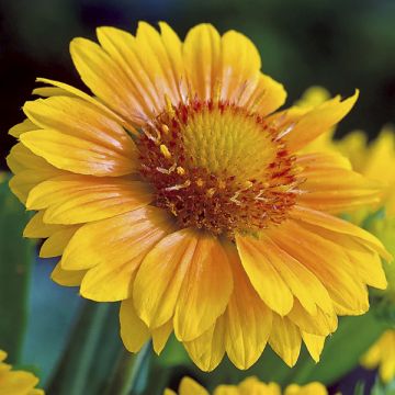 Graines de Gaillarde vivace Arizona Apricot 