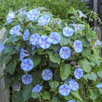Graines d'Ipomée Light Blue Star - Ipomoea purpurea