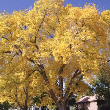 Ginkgo biloba Autumn Gold - Arbre aux quarante écus