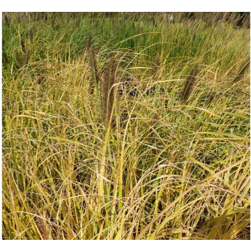 Pennisetum alopecuroides Lepage Gold - Herbe aux écouvillons