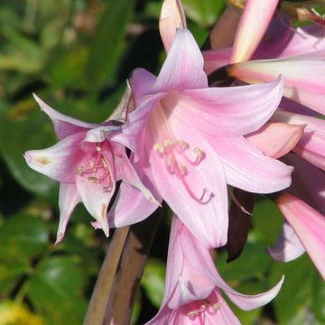 Amaryllis belladonna - Lis belladonne