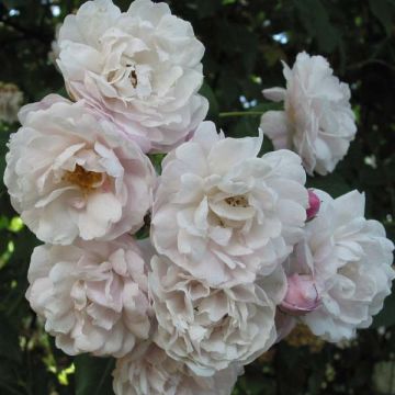 Rosier Blush Noisette