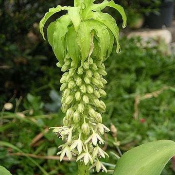 Eucomis bicolor alba