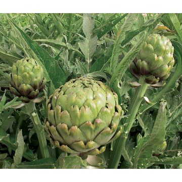 Artichaut Imperial Star Bio - Cynara scolymus