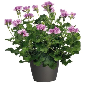 Géranium odorant - Pelargonium citriodorum