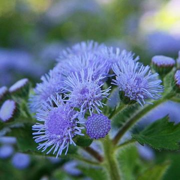 Ageratum nain Packstar Blue