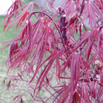 Erable du Japon - Acer palmatum Brown Sugar