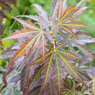 Erable du Japon - Acer palmatum Inaba-Shidare
