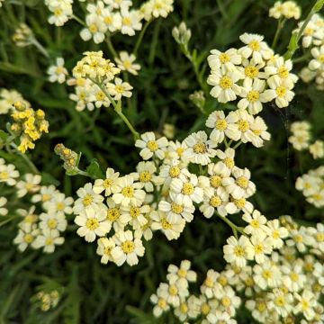 Achillée laineuse Aurea (Maynard's Gold) - Achillea tomentosa