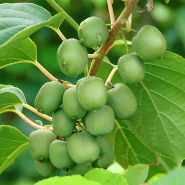 Kiwai femelle Red Jumbo - Actinidia arguta