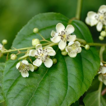 Kiwai Prince Jumbo (mâle) - Actinidia arguta