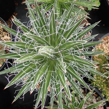 Agave filifera