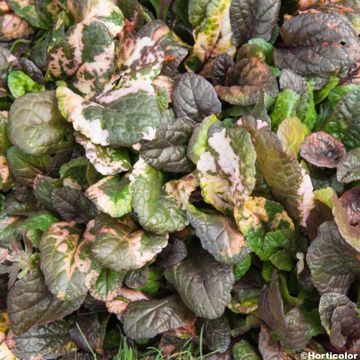 Bugle rampante - Ajuga reptans Multicolor (Rainbow)