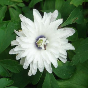 Anemone nemorosa Blue Eyes - Anémone des bois