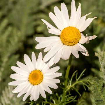 Arctanthemum arcticum - Chrysanthème de l'arctique