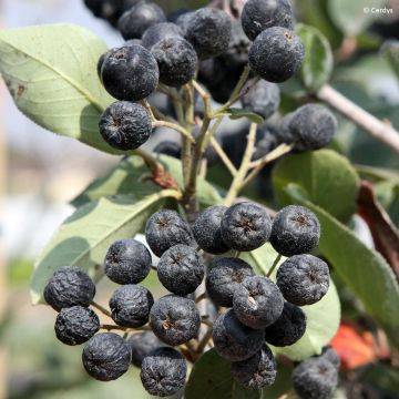 Aronia prunifolia Nero - Aronie à gros fruits.