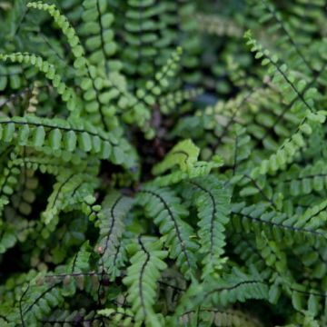 Fougère, Fausse capillaire - Asplenium trichomanes