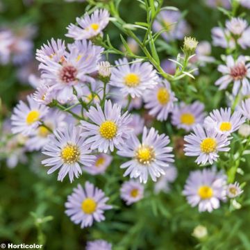 Aster ericoïdes Esther - Aster d'automne