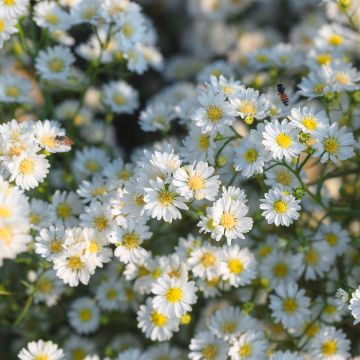 Aster ericoides Schneegitter - Aster fausse-bruyère